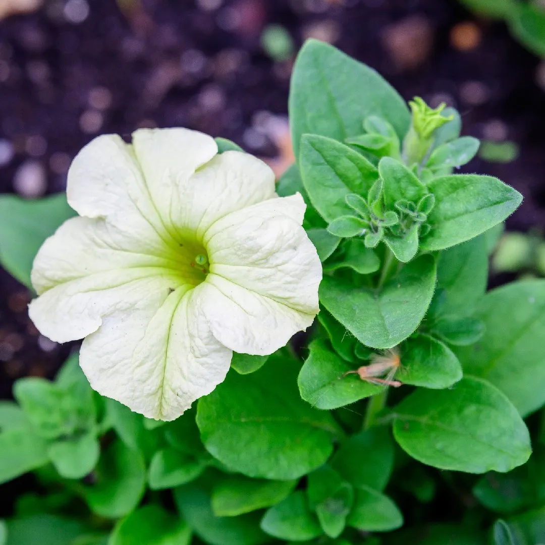 Petunia (Petunia axillaris) | My Gardening