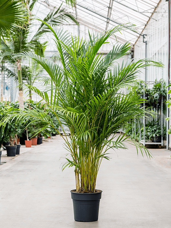 Areca Palm (Dypsis lutescens) | My Gardening