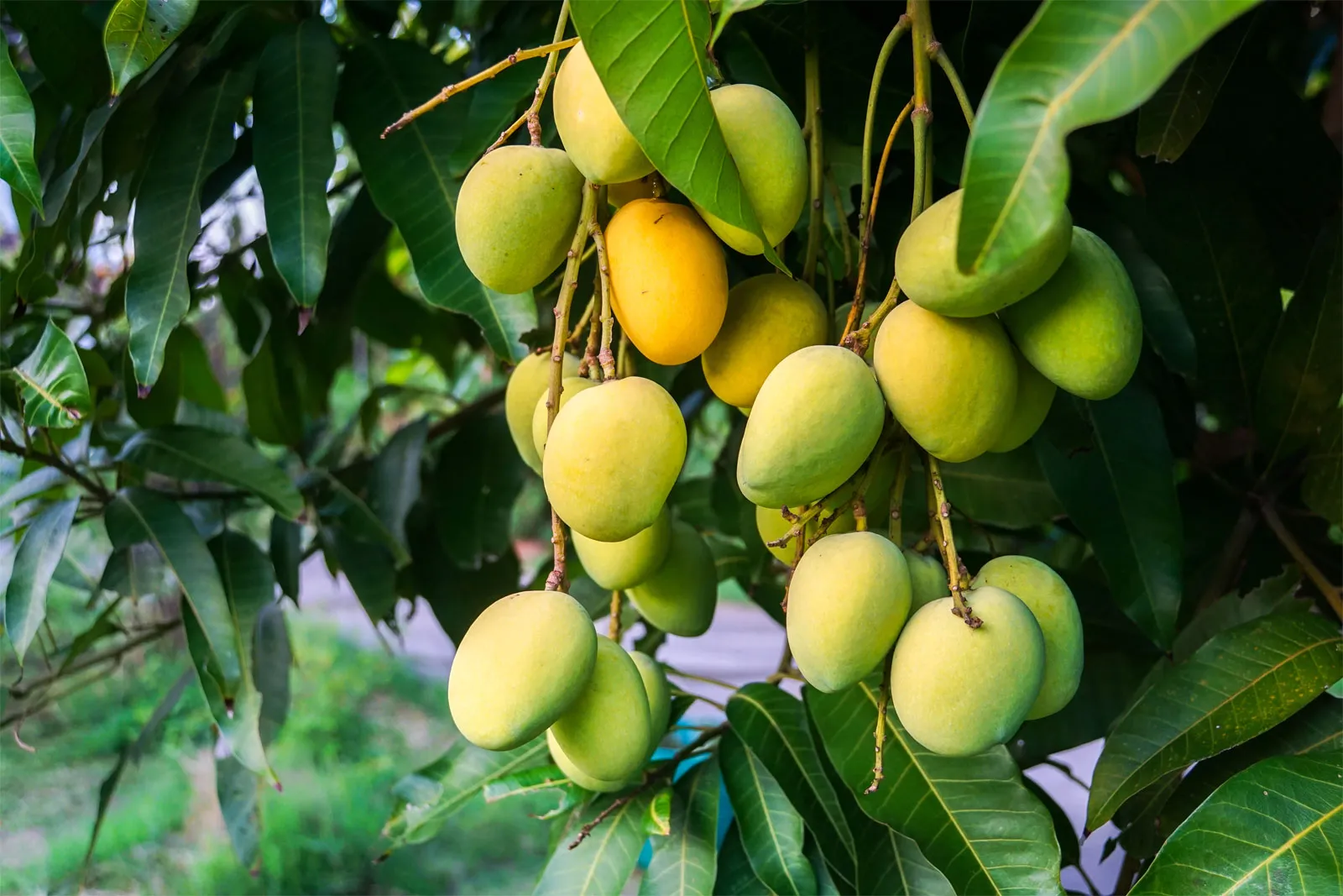 Mango Plant (Mangifera indica) | My Gardening