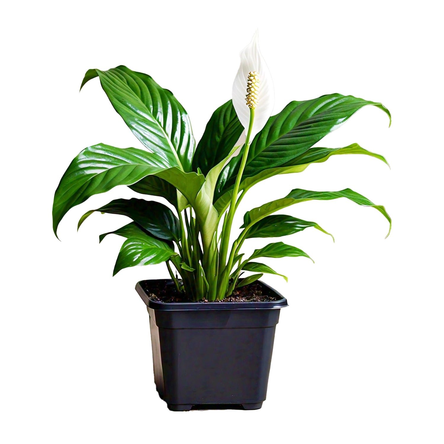 Peace Lily (Spathiphyllum wallisii) | My Gardening