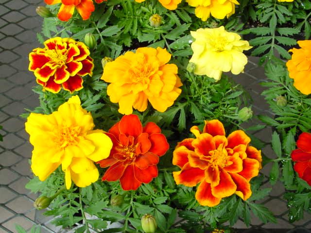 Marigold (Tagetes) | My Gardening