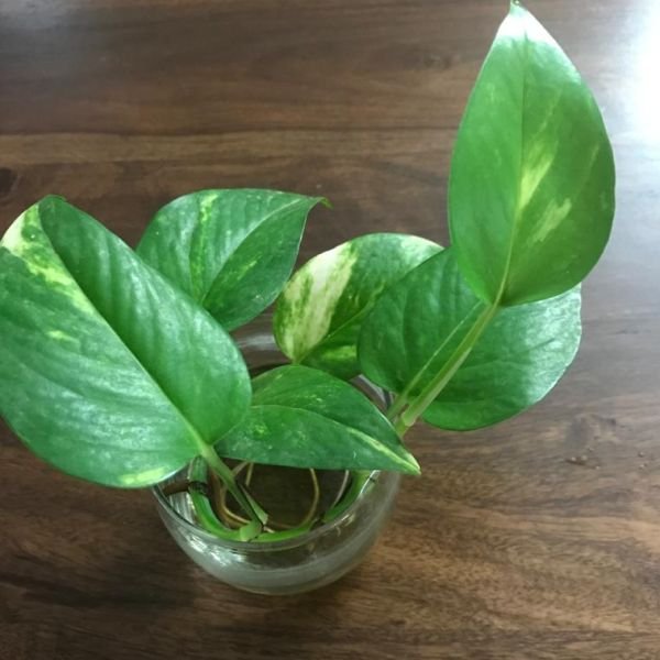 Money Plant (Epipremnum aureum) | My Gardening