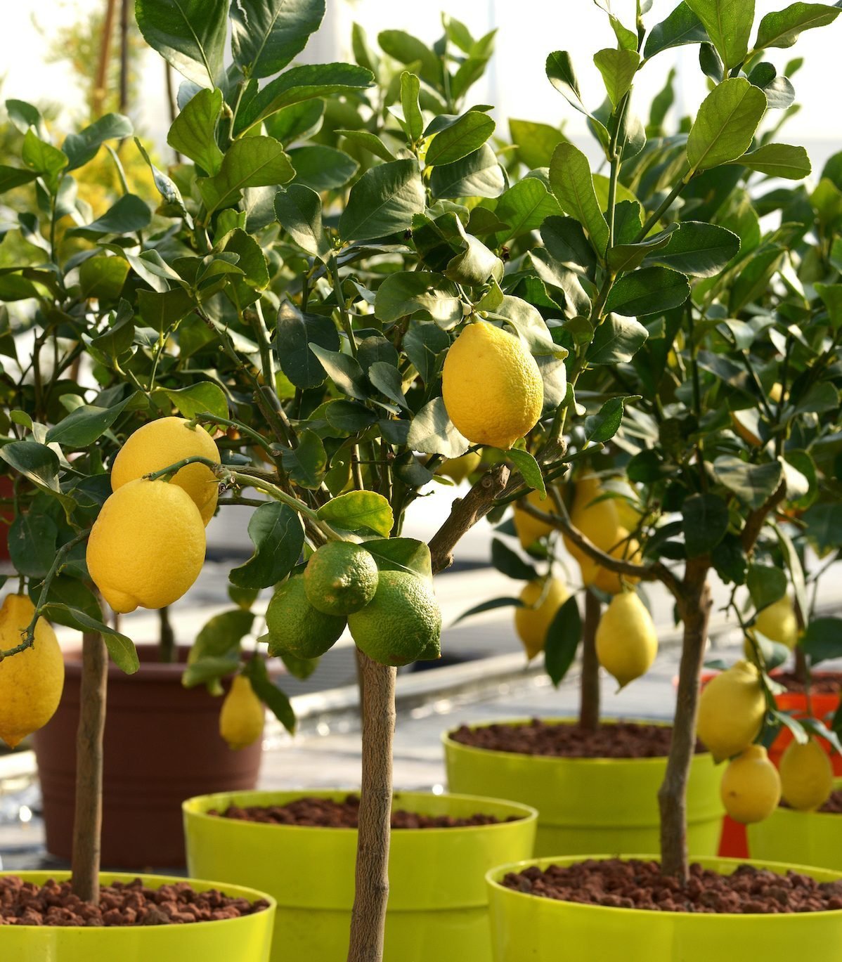 Lemon Plant (Citrus limon) | My Gardening