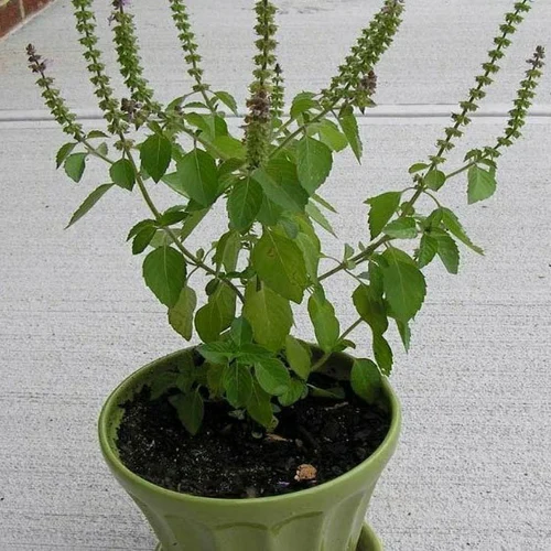 Holy Basil (Ocimum tenuiflorum - Tulsi) | My Gardening